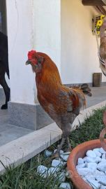 Gallo olive egger