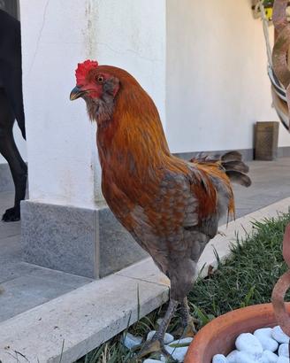 Gallo olive egger