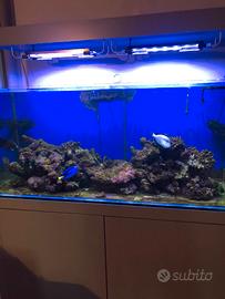 Acquario marino