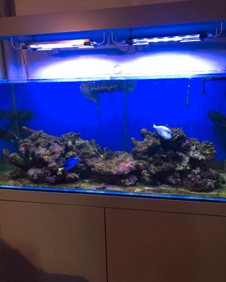 Acquario marino