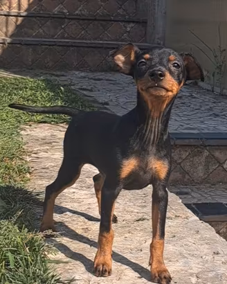 Pinscher nano maschio