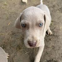 Ultimi 2 Maschietti di Weimaraner