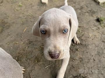 Ultimi 2 Maschietti di Weimaraner