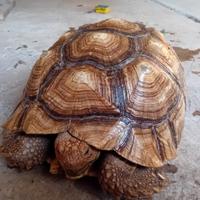 Centrochelys Sulcata Femmina Adulta