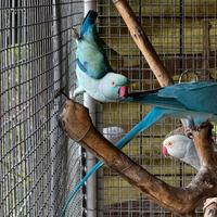 Parrocchetti dal collare