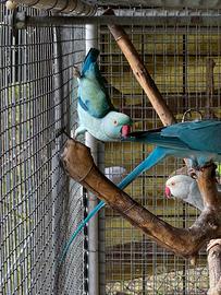 Parrocchetti dal collare