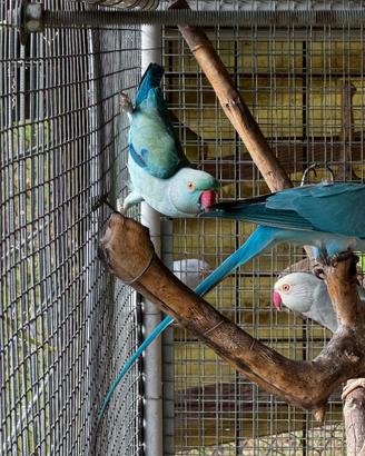 Parrocchetti dal collare