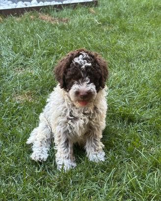 Lagotto Romagnolo