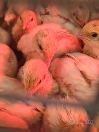 Per esubero pulcini di quaglia