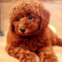 Giselle barboncina rossa - poodle red