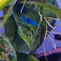 Caridine Blue Dream