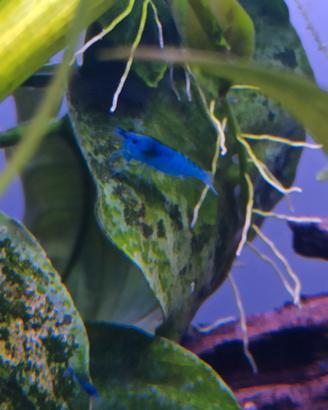 Caridine Blue Dream