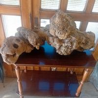 ceppo per giardino o altro 