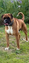 Boxer maschio