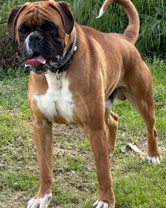 Boxer maschio