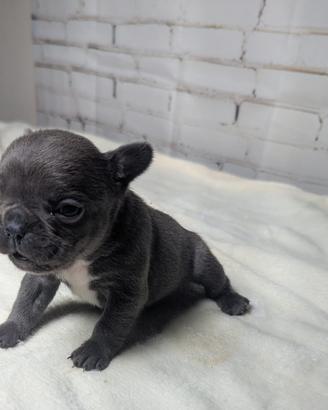 Bulldog francesi blu tan merle