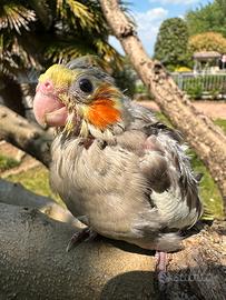 Pullo pappagallo di Calopsita