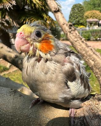 Pullo pappagallo di Calopsita