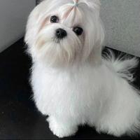 Fidanzato per maltese