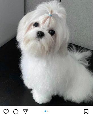 Fidanzato per maltese
