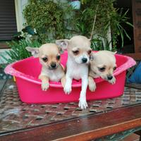 Chihuahua cuccioli