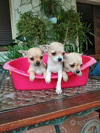 Chihuahua cuccioli