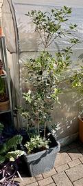 Osmanthus Heterophyllum