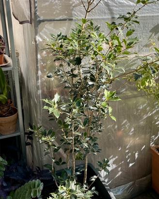 Osmanthus Heterophyllum