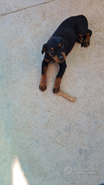 Cuccioli di Rottweiler