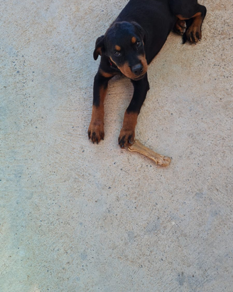 Cuccioli di Rottweiler