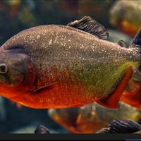 Piranha ventre rosso