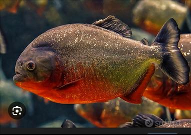 Piranha ventre rosso
