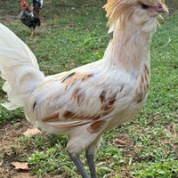 Gallo padovano