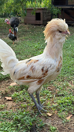 Gallo padovano