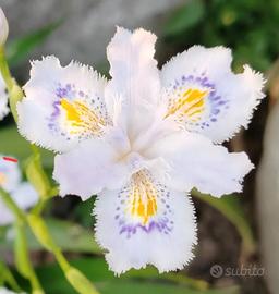 5 rizomi di Iris Japonico bianco