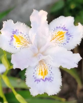 5 rizomi di Iris Japonico bianco