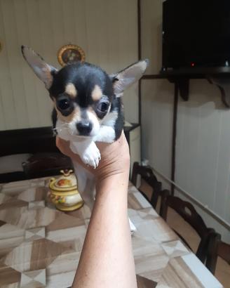 Animali