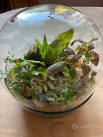 Terrario vetro sferetta ecosistema vegetale