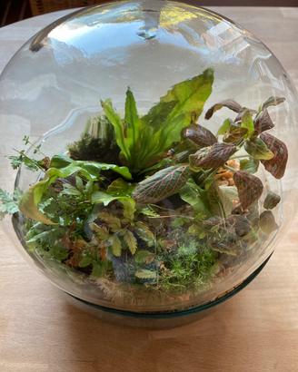 Terrario vetro sferetta ecosistema vegetale