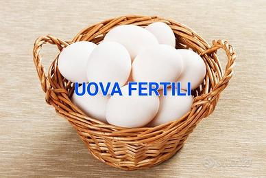 Uova Livornesi 