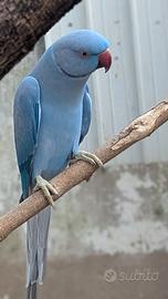 Coppia Parrocchetto dal Collare