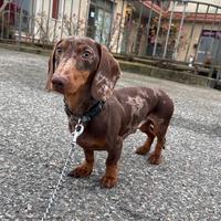 Bassotto ACCOPPIAMENTO nano ARLECCHINO