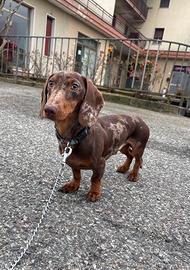 Bassotto ACCOPPIAMENTO nano ARLECCHINO