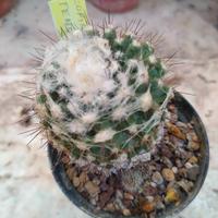 Copiapoa tenuissima. Piante Grasse Cactus 