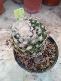 Copiapoa tenuissima. Piante Grasse Cactus 