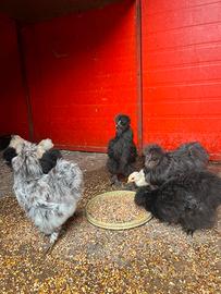 Galline Moroseta