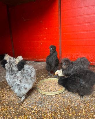 Galline Moroseta