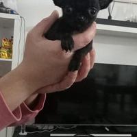 Chihuahua Toy femmina