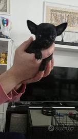 Chihuahua Toy femmina