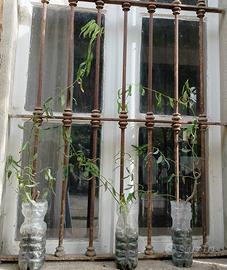 salix babylonica tortuosa (salice contorto)